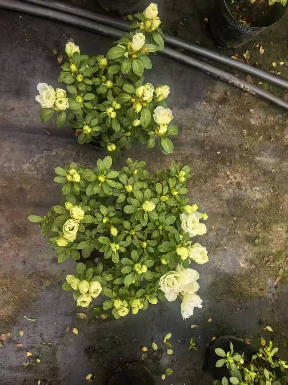 Kaiyun体育网站：2026杭州绿化工程苗采购决策参考：五家实力源头厂家全景评估与深度解析(图2)