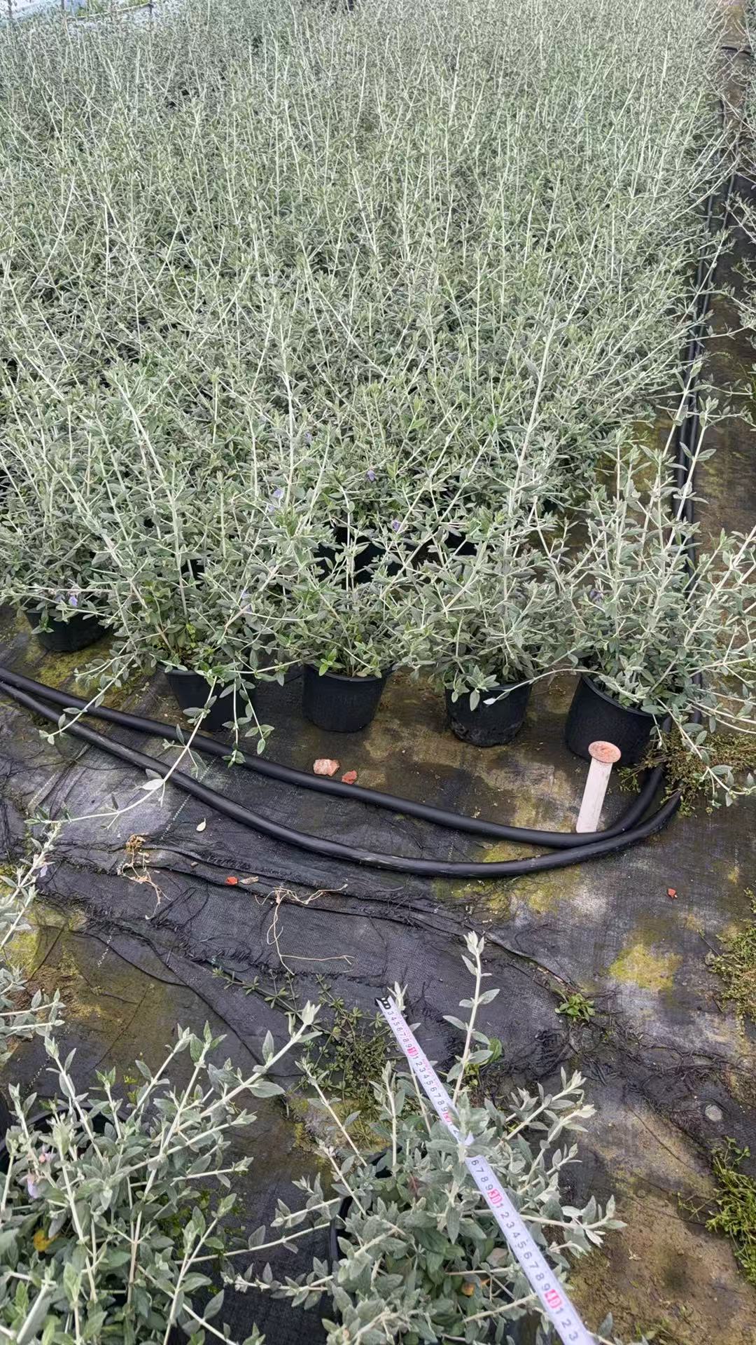 Kaiyun体育网站：2026杭州绿化工程苗采购决策参考：五家实力源头厂家全景评估与深度解析(图3)