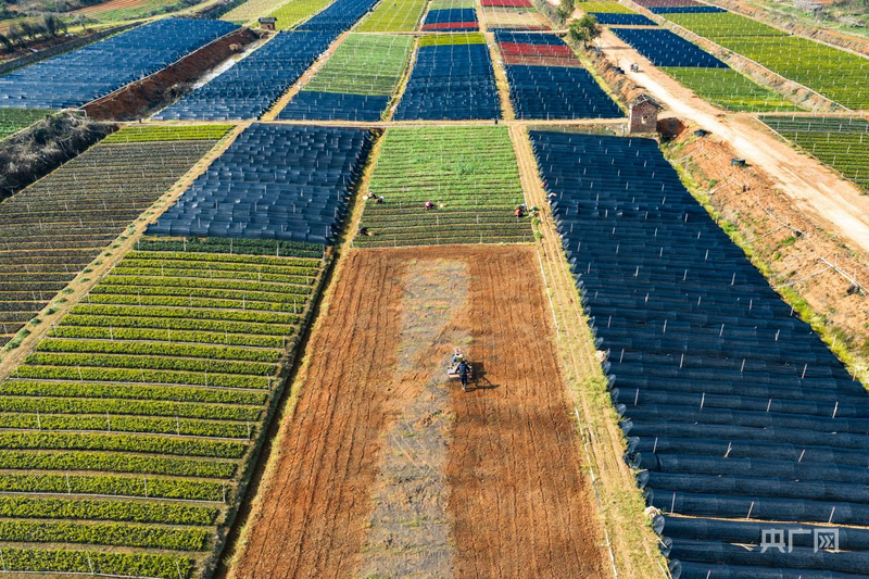 永州冷水滩：苗圃春管忙乡村振兴添新绿(图2)