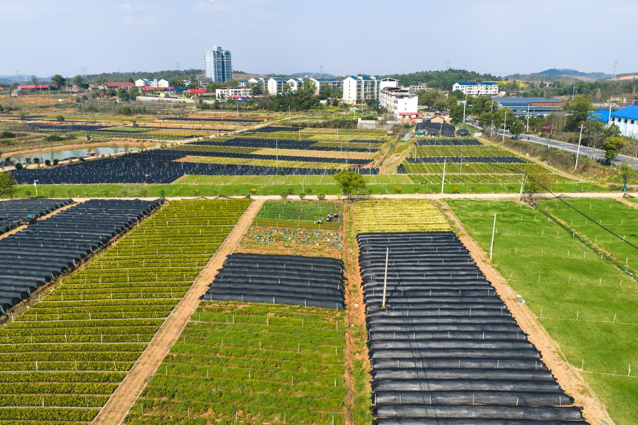 永州冷水滩：苗圃春管忙乡村振兴添新绿