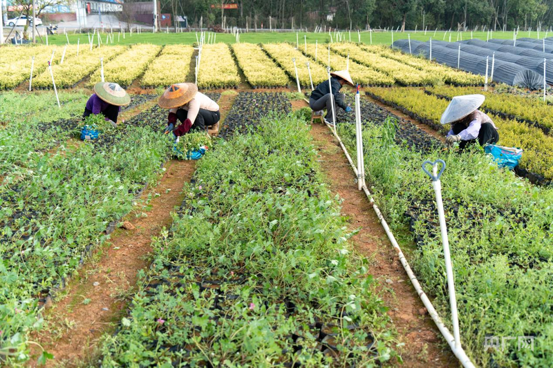 永州冷水滩：苗圃春管忙乡村振兴添新绿(图3)