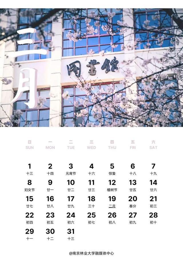 南师百年银杏“搬”回家南京高校新年月历上新(图4)