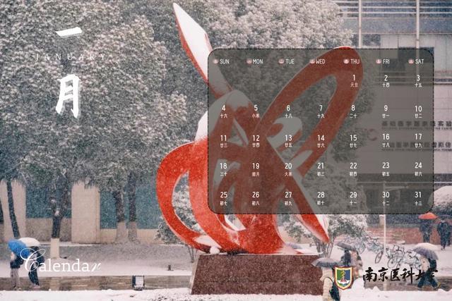 南师百年银杏“搬”回家南京高校新年月历上新(图6)