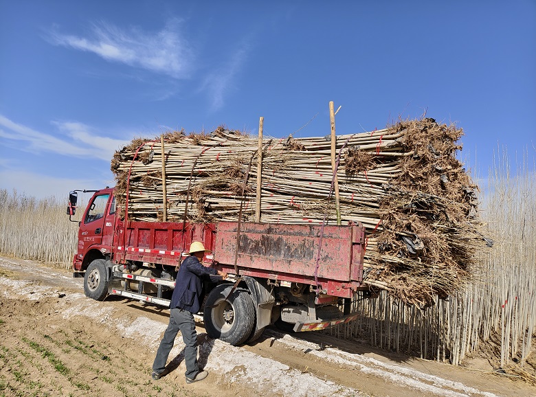 国有高台县三桥湾林场：苗木产销两旺绘就绿色发展新图景